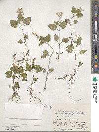 Scutellaria pekinensis var. ussuriensis image