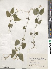 Scutellaria pekinensis image