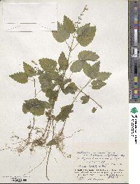 Scutellaria pekinensis var. ussuriensis image