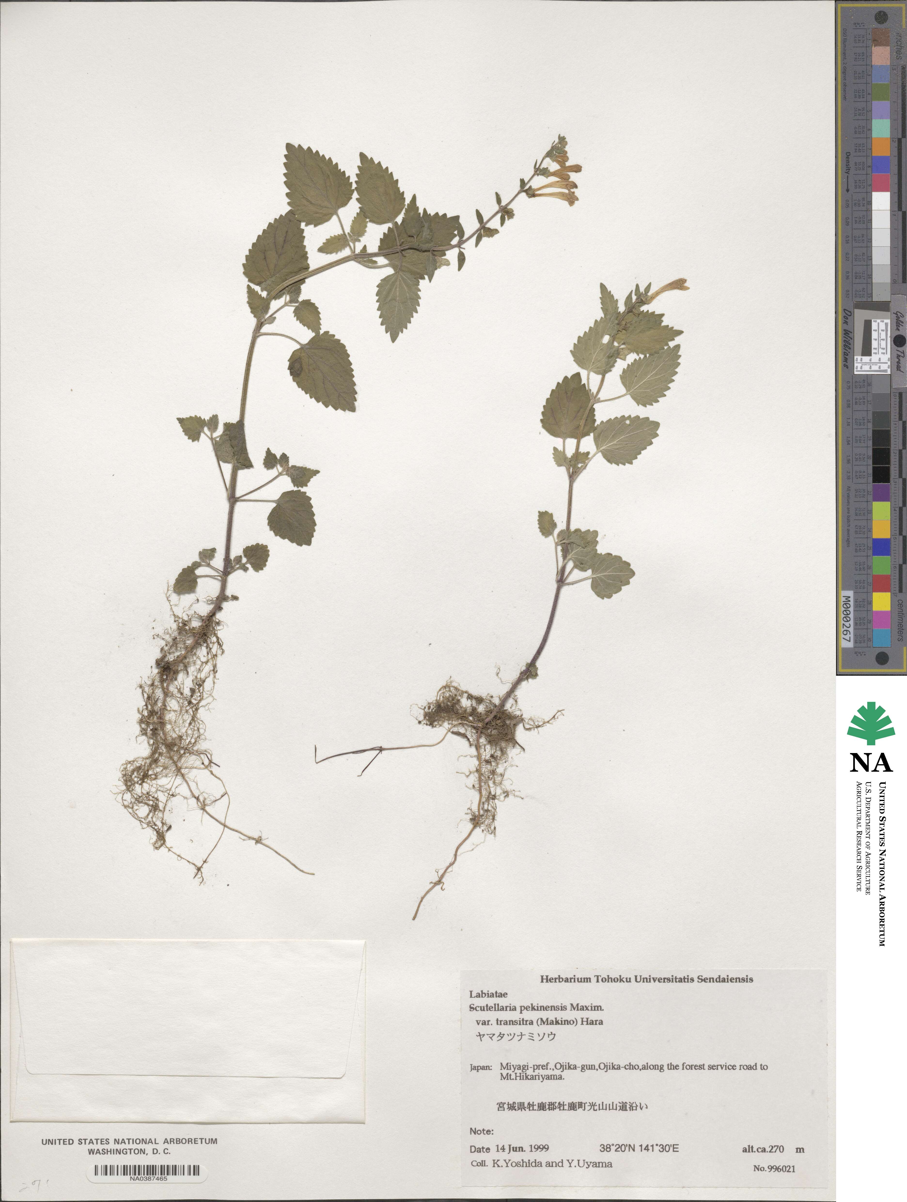 Scutellaria pekinensis var. transitra image