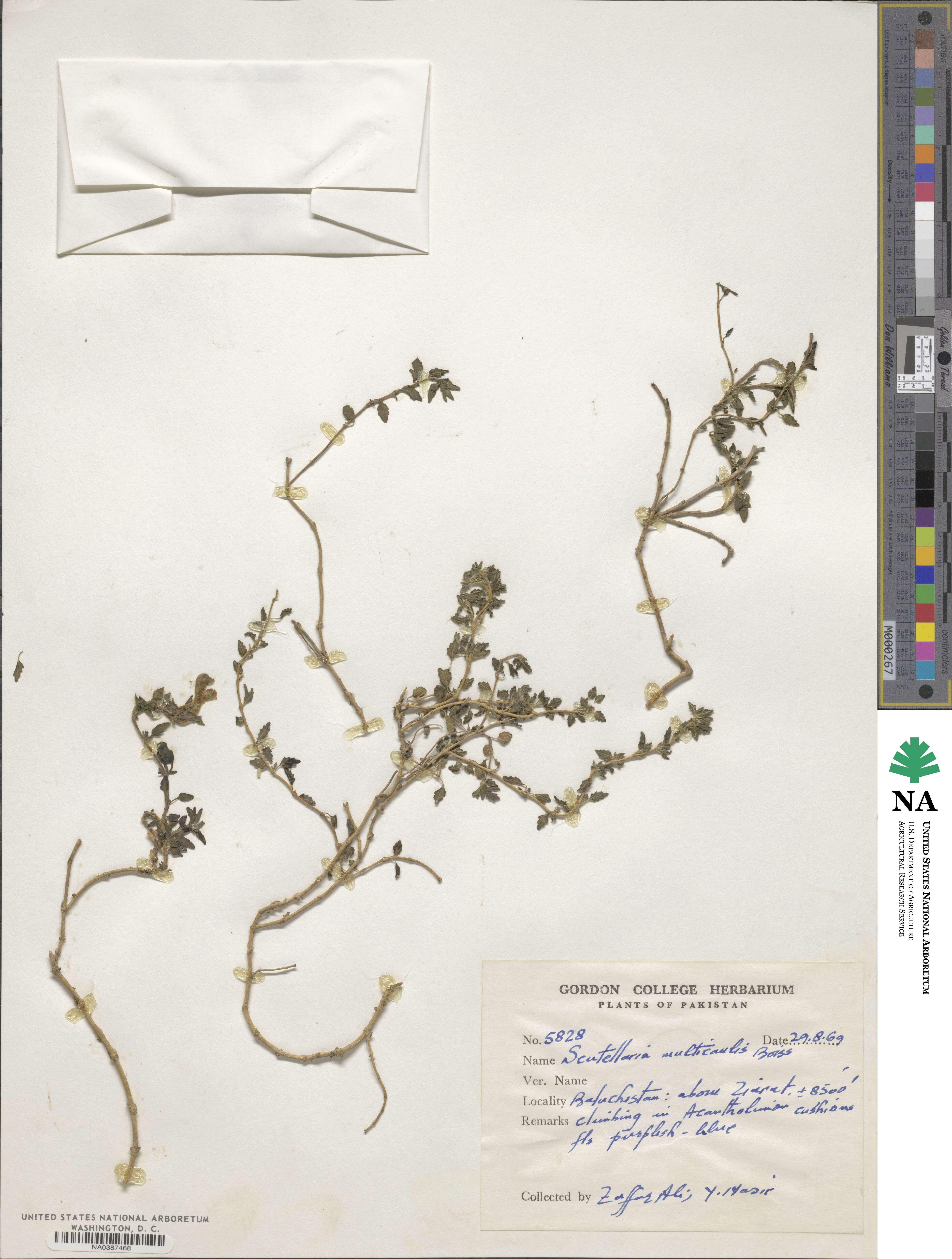 Scutellaria multicaulis image