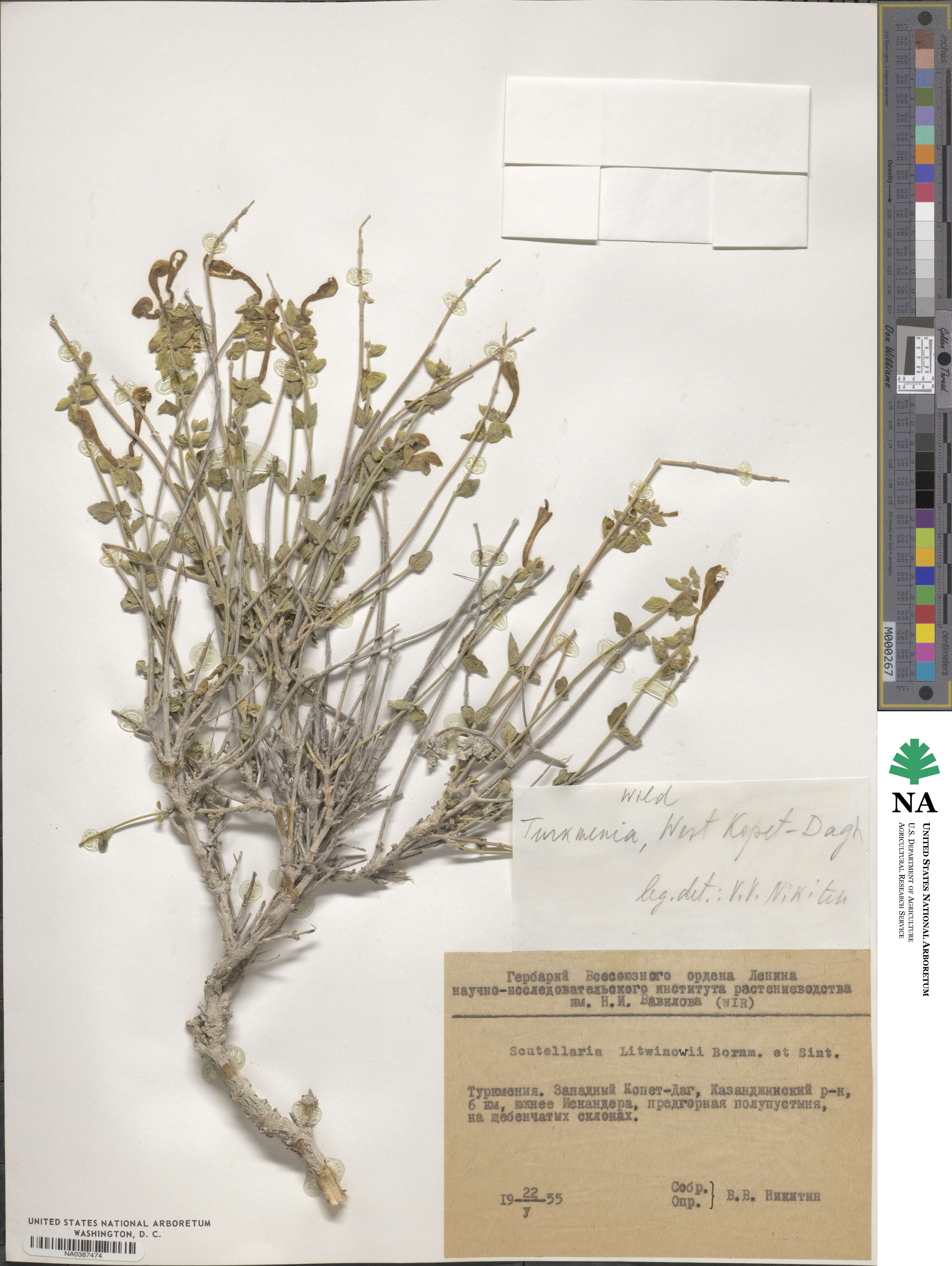 Scutellaria litwinowii image