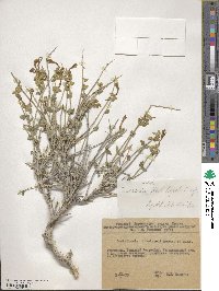 Image of Scutellaria litwinowii