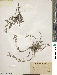 Image of Scutellaria linearis