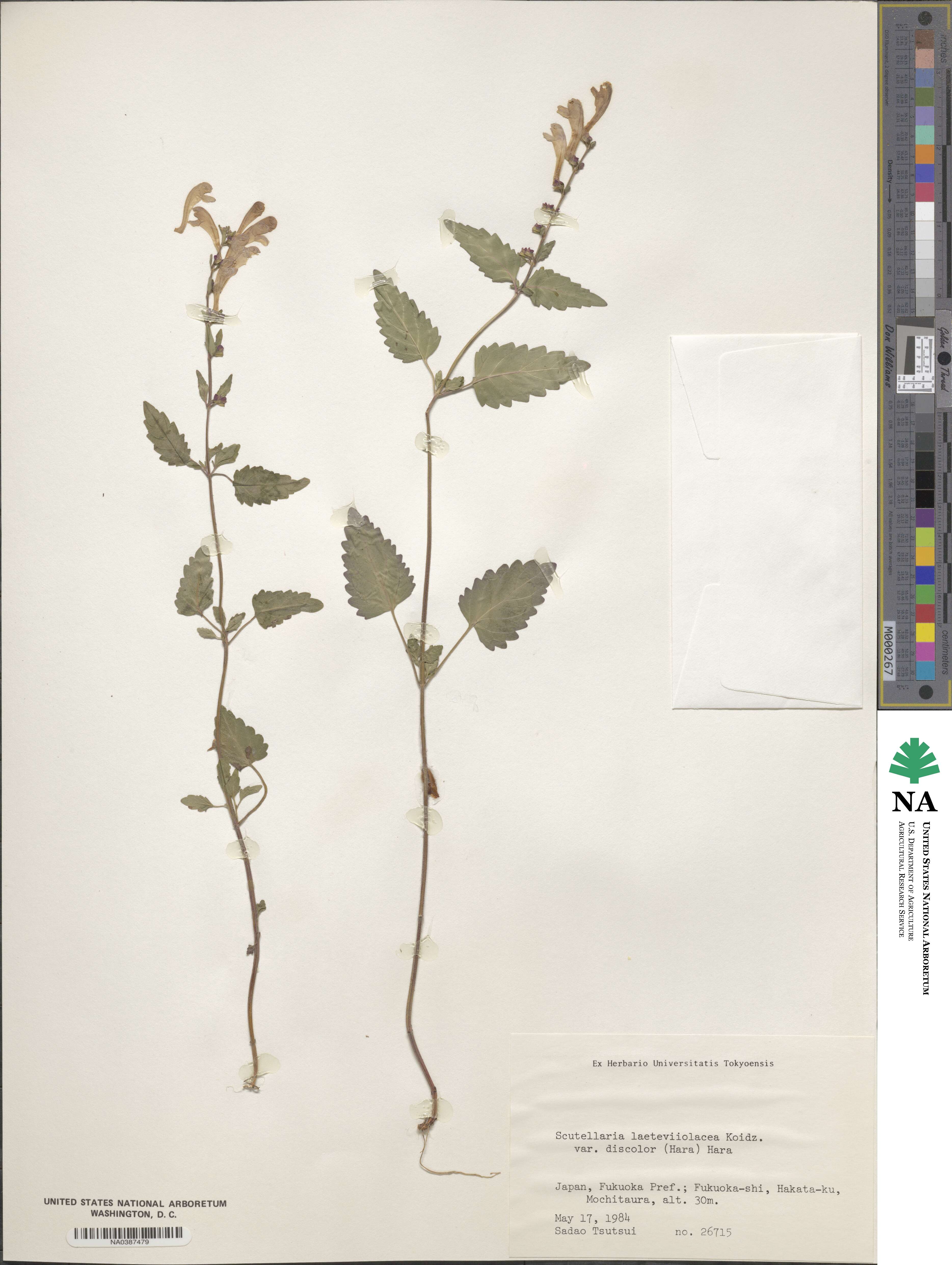 Scutellaria laeteviolacea image