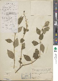 Image of Scutellaria javanica