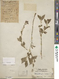 Scutellaria javanica image