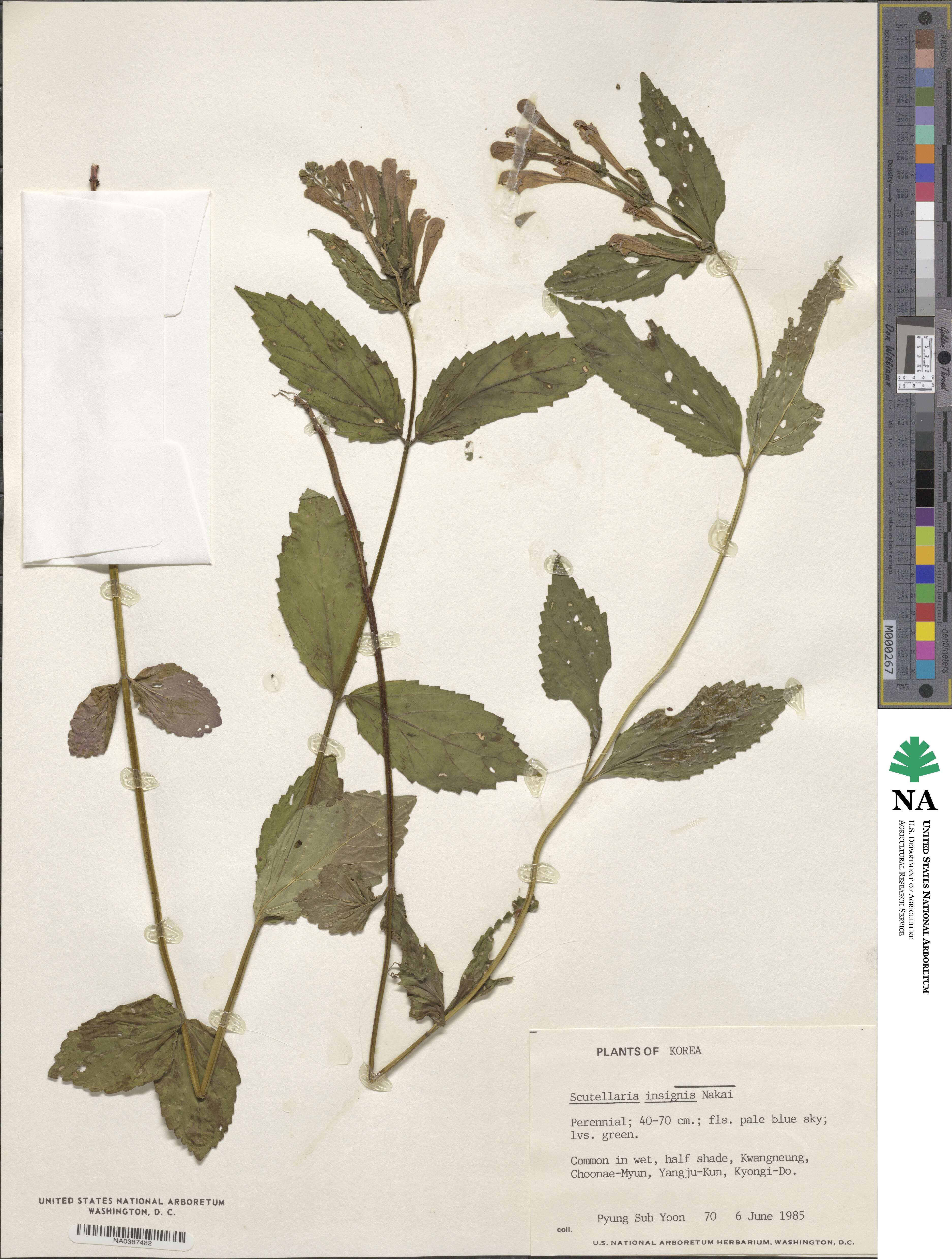 Scutellaria insignis image