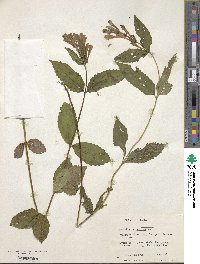 Scutellaria insignis image