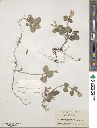 Scutellaria indica f. parvifolia image