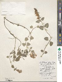 Scutellaria indica image