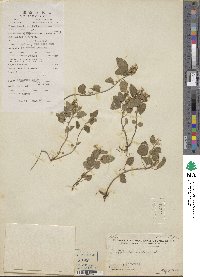 Scutellaria indica image