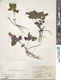 Scutellaria indica image