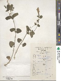 Scutellaria indica image