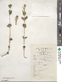 Scutellaria indica image