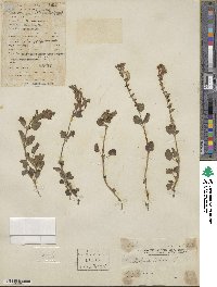 Scutellaria indica image