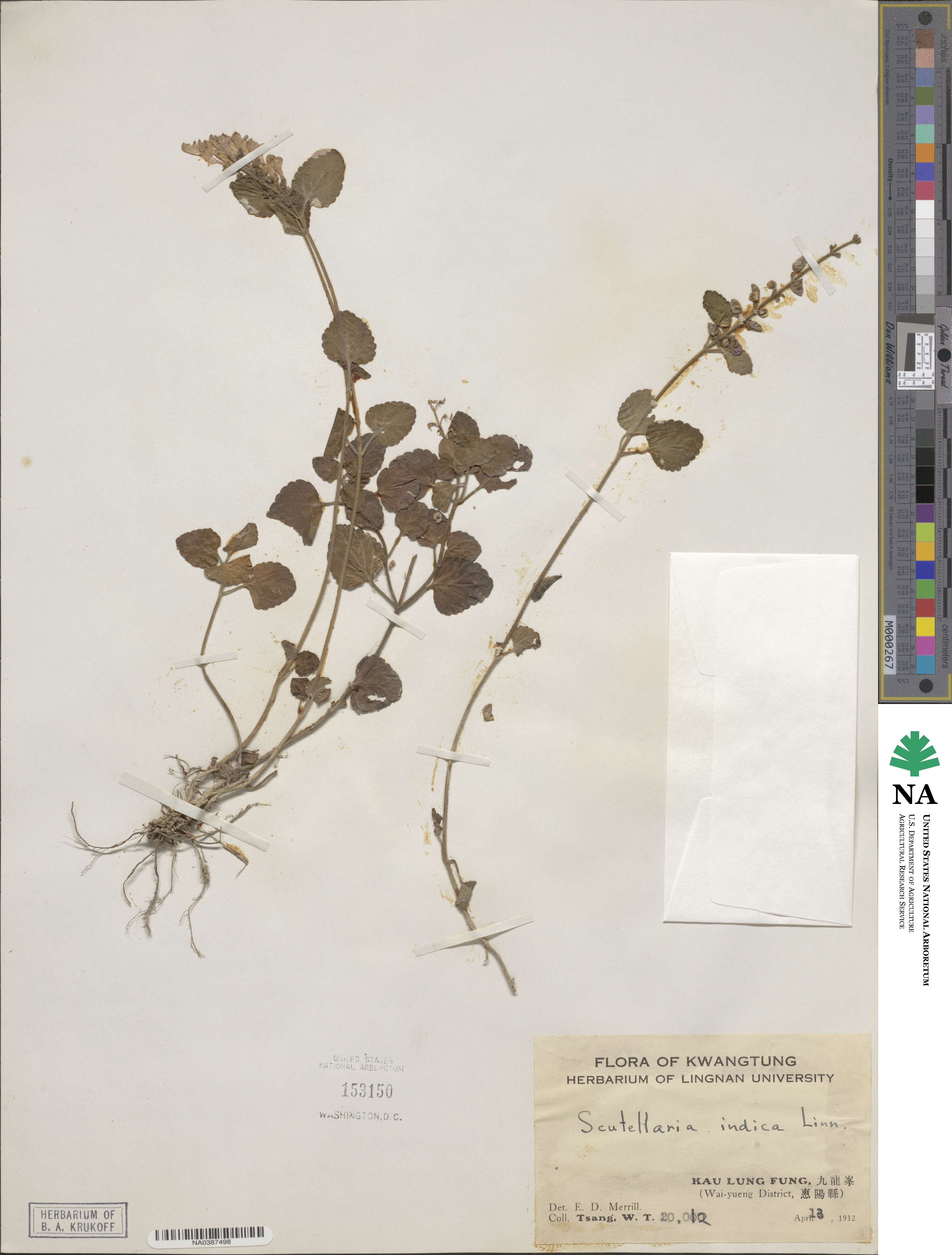 Scutellaria indica image