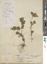 Scutellaria indica image