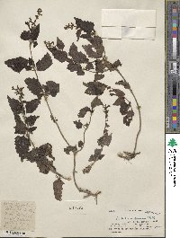 Scutellaria grossa image