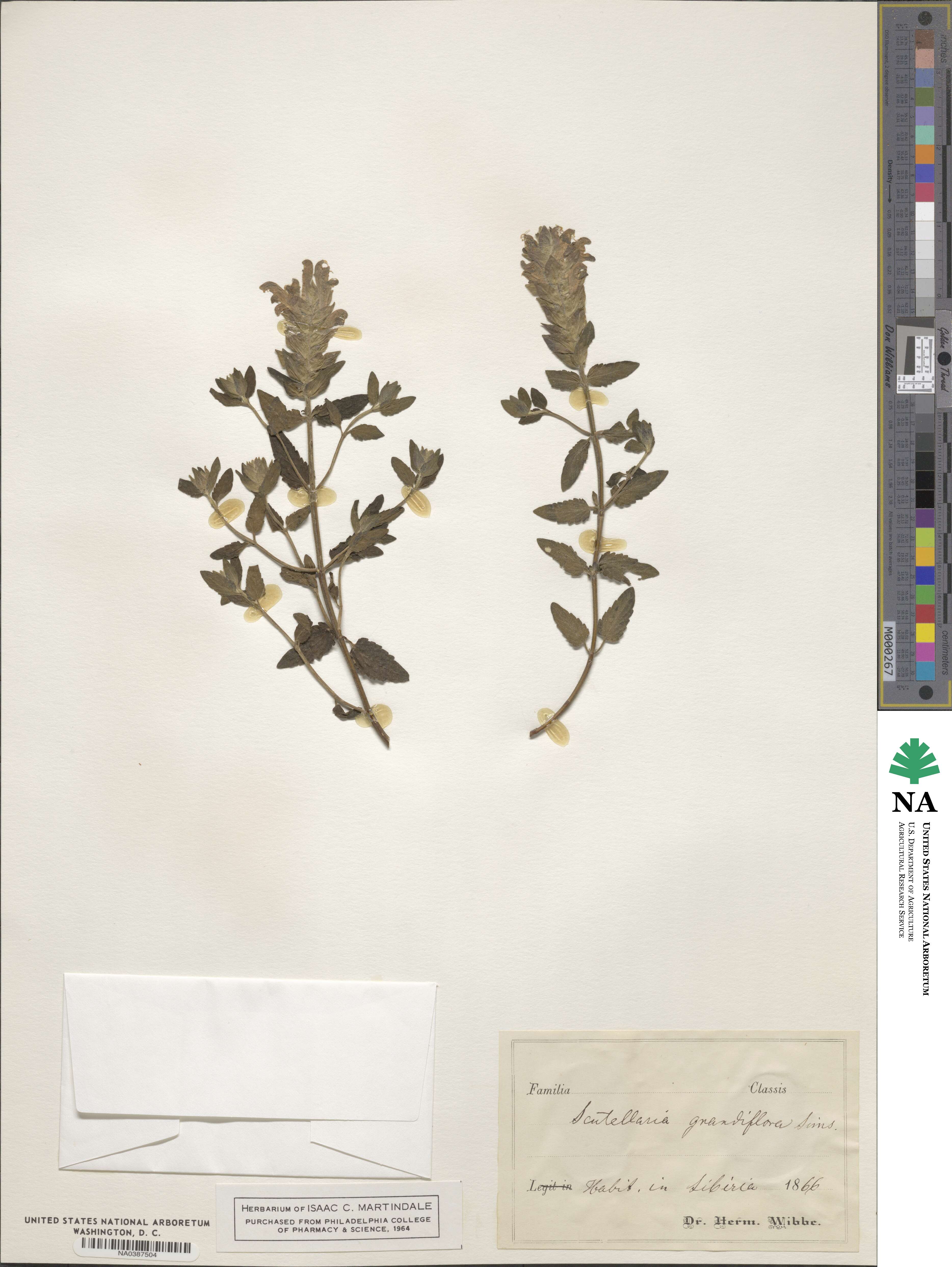 Scutellaria grandiflora image