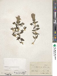 Image of Scutellaria grandiflora