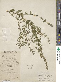 Scutellaria galericulata image