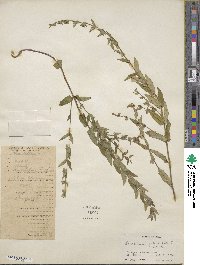 Scutellaria galericulata image