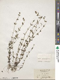 Image of Scutellaria dependens