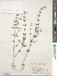 Scutellaria dependens image