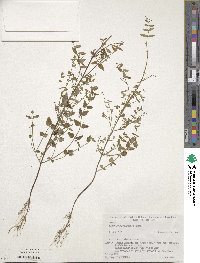 Scutellaria dependens image