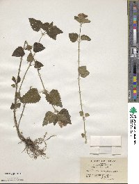 Image of Scutellaria brachyspica