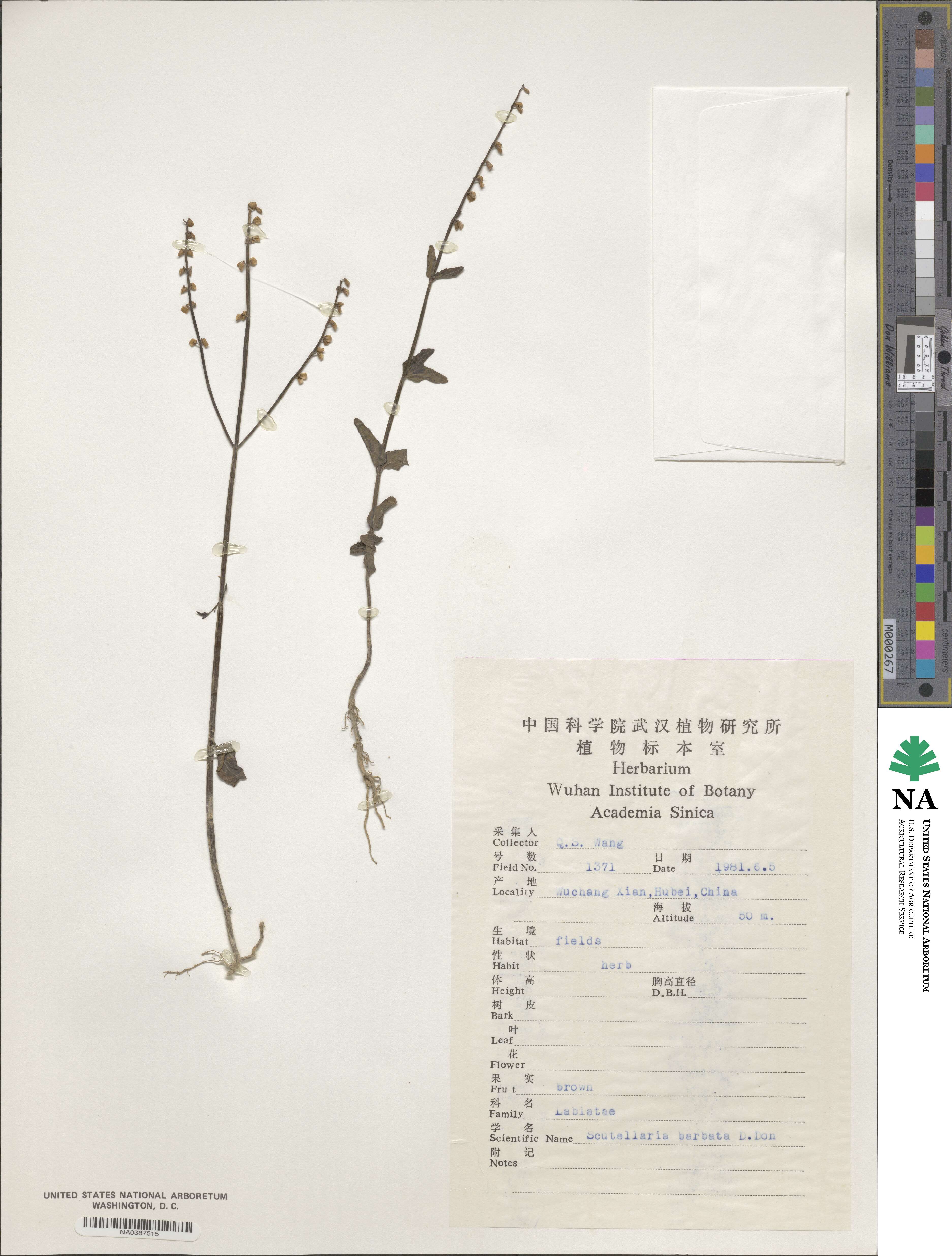 Scutellaria barbata image