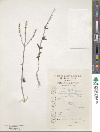 Scutellaria barbata image