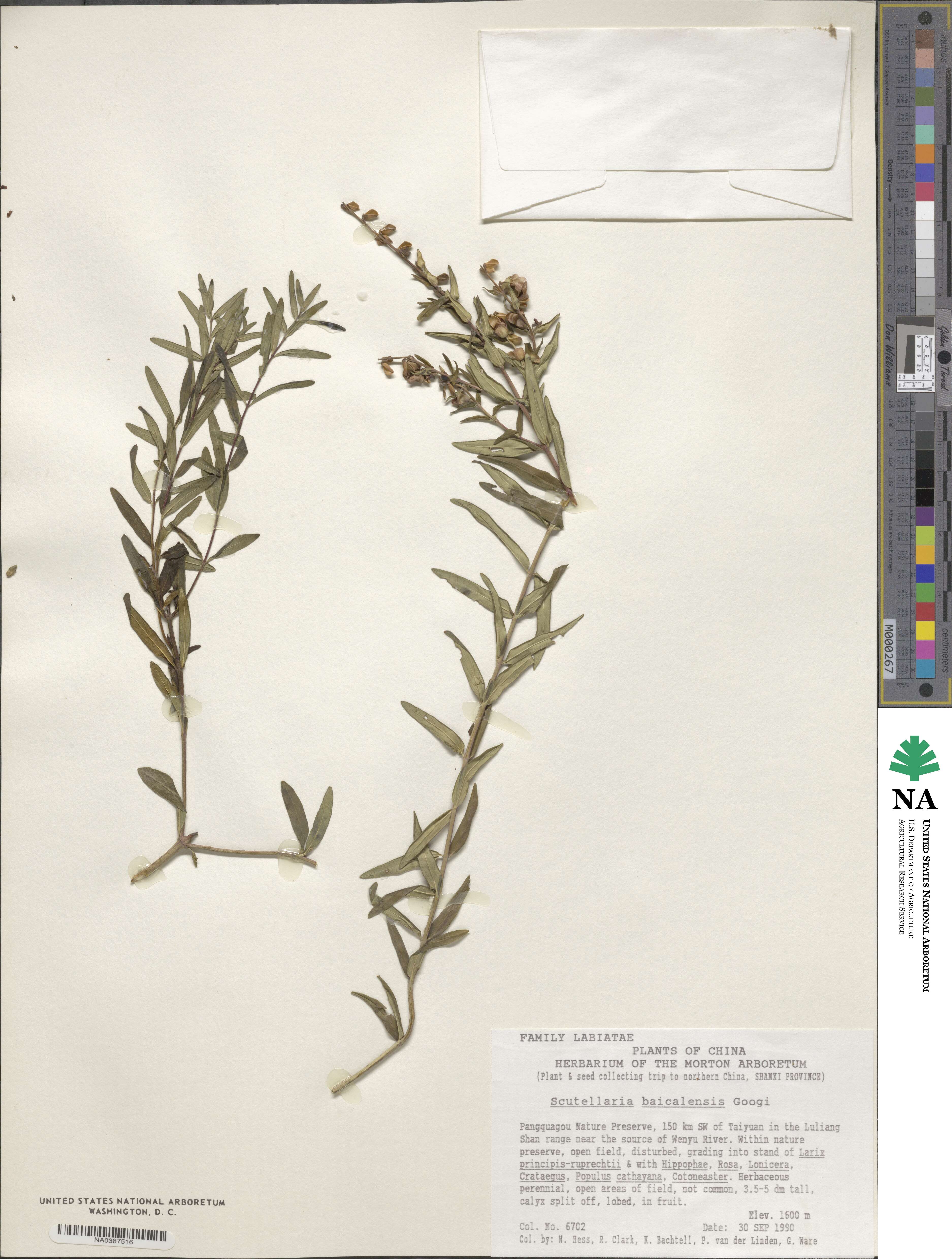 Scutellaria baicalensis image