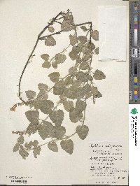 Scutellaria rubropunctata image