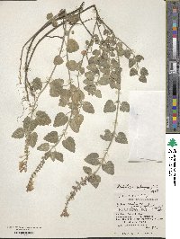 Scutellaria rubropunctata image