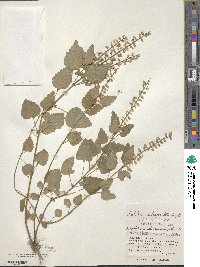 Scutellaria rubropunctata image