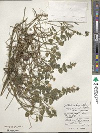 Scutellaria rubropunctata image