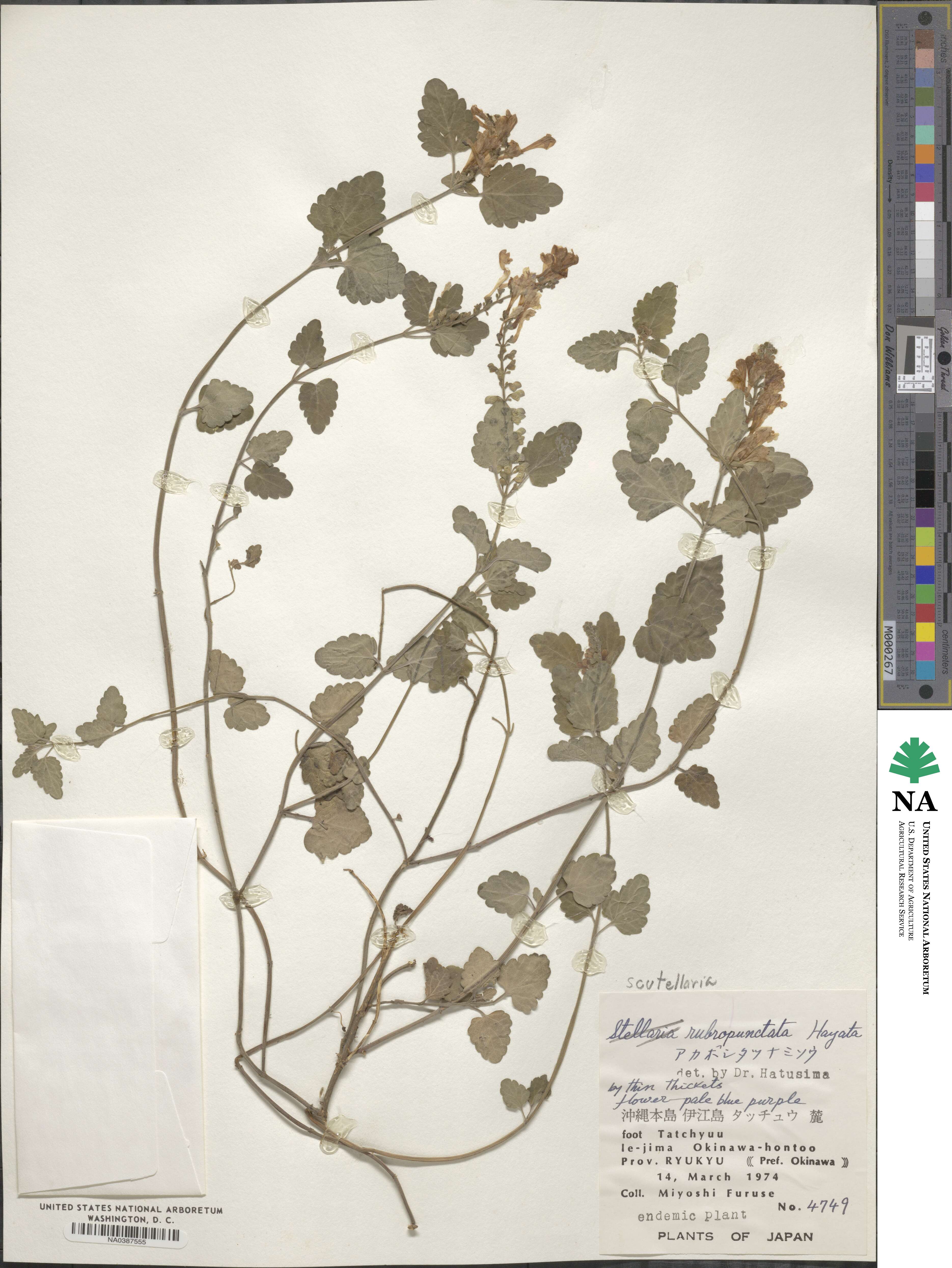 Scutellaria rubropunctata image