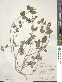 Scutellaria rubropunctata image