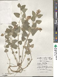 Scutellaria rubropunctata image