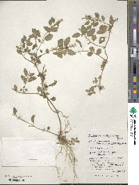 Scutellaria rubropunctata image