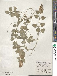 Scutellaria rubropunctata image