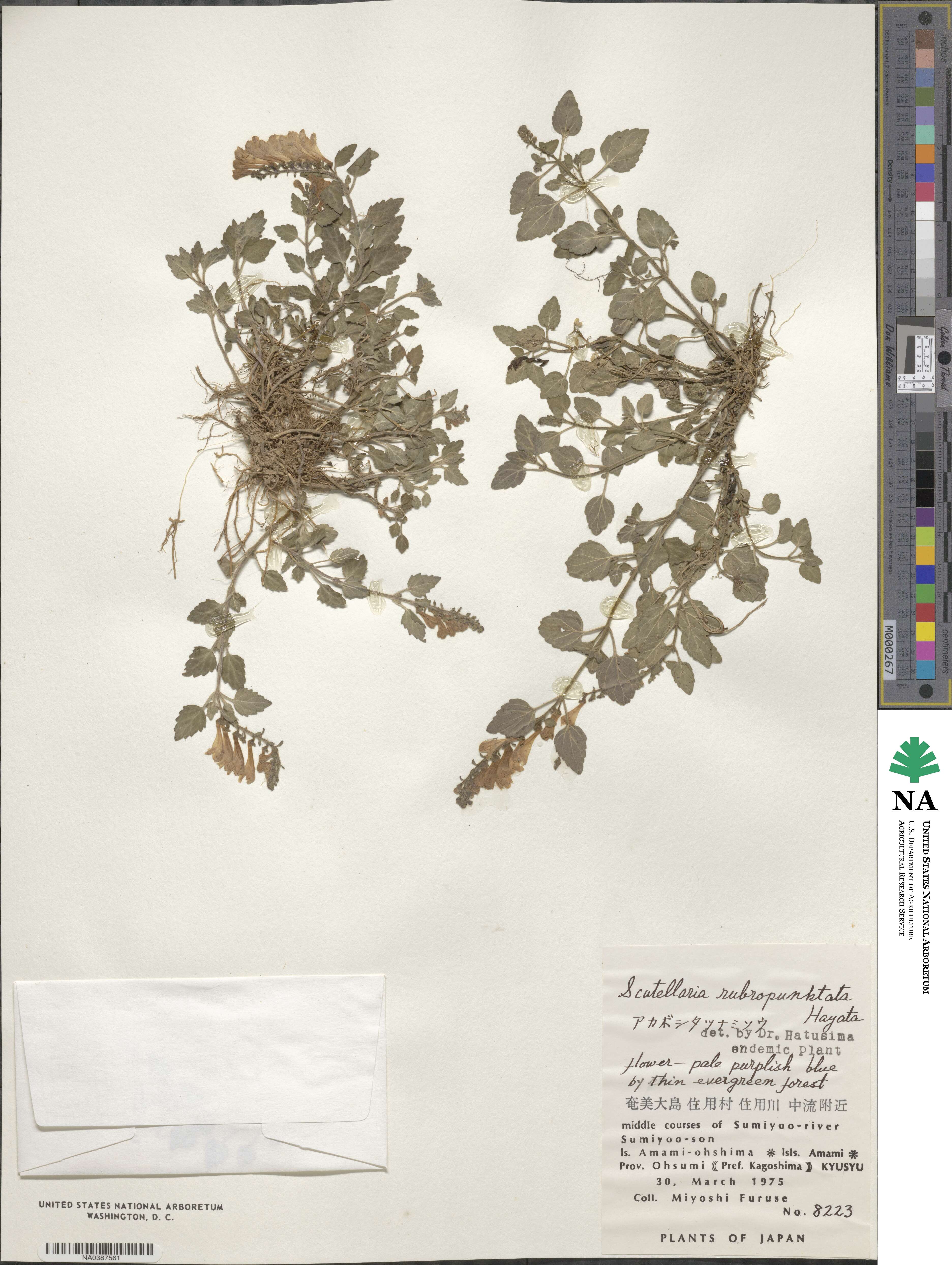 Scutellaria rubropunctata image