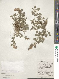 Scutellaria rubropunctata image