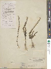 Scutellaria barbata image