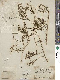 Scutellaria barbata image