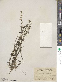 Scutellaria barbata image