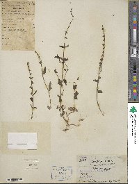 Scutellaria barbata image