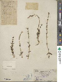 Scutellaria barbata image